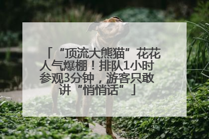 “顶流大熊猫”花花人气爆棚！排队1小时参观3分钟，游客只敢讲“悄悄话”