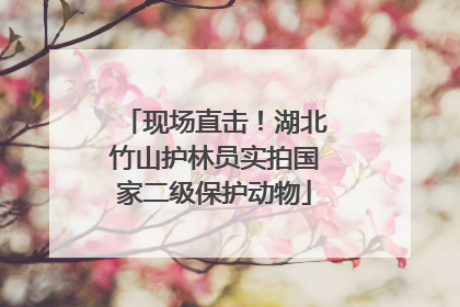 现场直击！湖北竹山护林员实拍国家二级保护动物