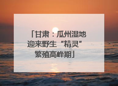 甘肃：瓜州湿地迎来野生“精灵”繁殖高峰期
