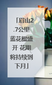 眉山2.7公里蓝花楹盛开 花期将持续到下月