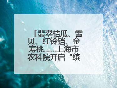 翡翠桔瓜、雪贝、红铃铛、金寿桃……上海市农科院开启“缤纷蔬菜之约”