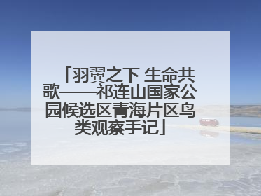 羽翼之下 生命共歌——祁连山国家公园候选区青海片区鸟类观察手记