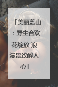 美丽蓝山：野生合欢花绽放 浪漫景致醉人心