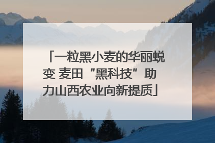 一粒黑小麦的华丽蜕变 麦田“黑科技”助力山西农业向新提质