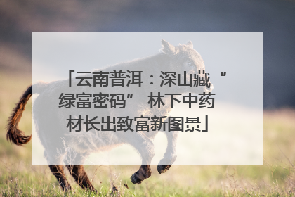 云南普洱：深山藏“绿富密码” 林下中药材长出致富新图景