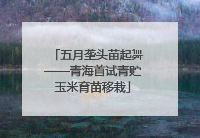 五月垄头苗起舞——青海首试青贮玉米育苗移栽