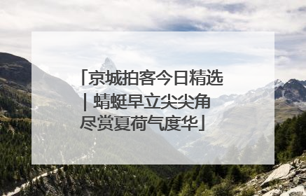 京城拍客今日精选｜蜻蜓早立尖尖角 尽赏夏荷气度华