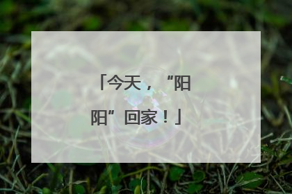 今天，“阳阳”回家！