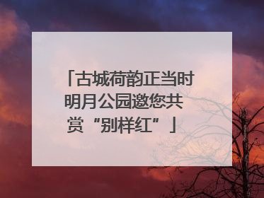 古城荷韵正当时 明月公园邀您共赏“别样红”