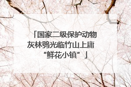 国家二级保护动物灰林鸮光临竹山上庸“鲜花小镇”