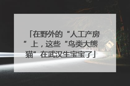 在野外的“人工产房”上，这些“鸟类大熊猫”在武汉生宝宝了