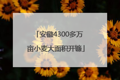 安徽4300多万亩小麦大面积开镰