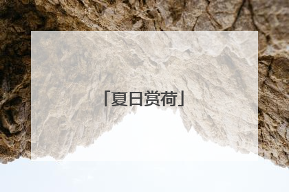 夏日赏荷