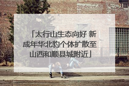 太行山生态向好 新成年华北豹个体扩散至山西和顺县城附近