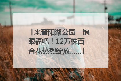 来晋阳湖公园一饱眼福吧！12万株百合花热烈绽放……