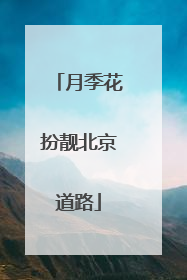 月季花扮靓北京道路