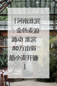 河南淮滨：金色麦浪涌动 淮滨80万亩弱筋小麦开镰