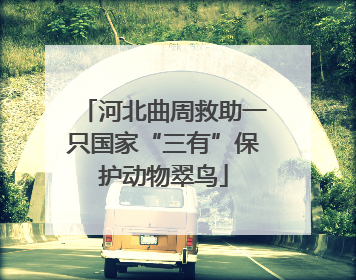 河北曲周救助一只国家“三有”保护动物翠鸟