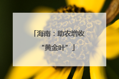 海南：助农增收 “黄金叶”