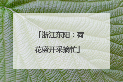 浙江东阳：荷花盛开采摘忙