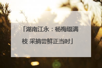 湖南江永：杨梅缀满枝 采摘尝鲜正当时