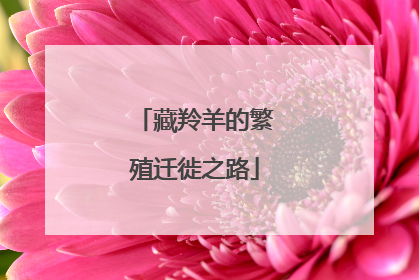 藏羚羊的繁殖迁徙之路