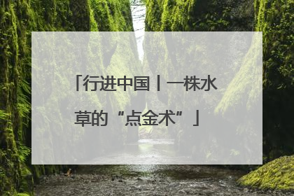 行进中国丨一株水草的“点金术”