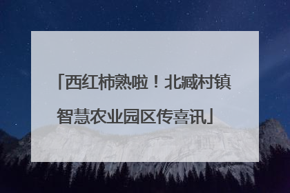 西红柿熟啦！北臧村镇智慧农业园区传喜讯