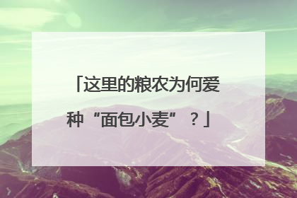 这里的粮农为何爱种“面包小麦”？