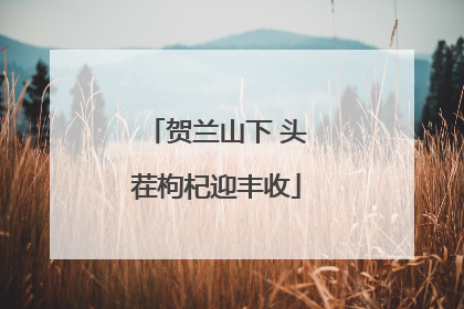 贺兰山下 头茬枸杞迎丰收