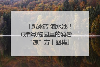 趴冰砖 泡水池！成都动物园里的消暑“凉”方丨图集