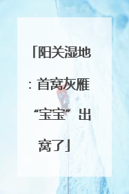 阳关湿地：首窝灰雁“宝宝”出窝了