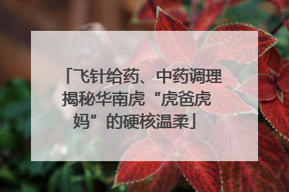 飞针给药、中药调理 揭秘华南虎“虎爸虎妈”的硬核温柔