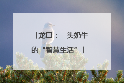 龙口：一头奶牛的“智慧生活”